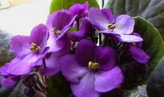 开着白色小花一串串的,结紫色小豆豆,叶子宽大,紫色茎秆,是什么植物啊 开紫色花的植物
